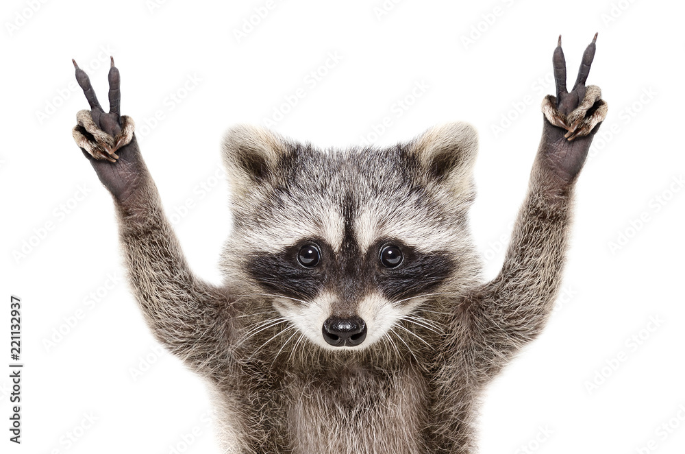 francis the raccoon